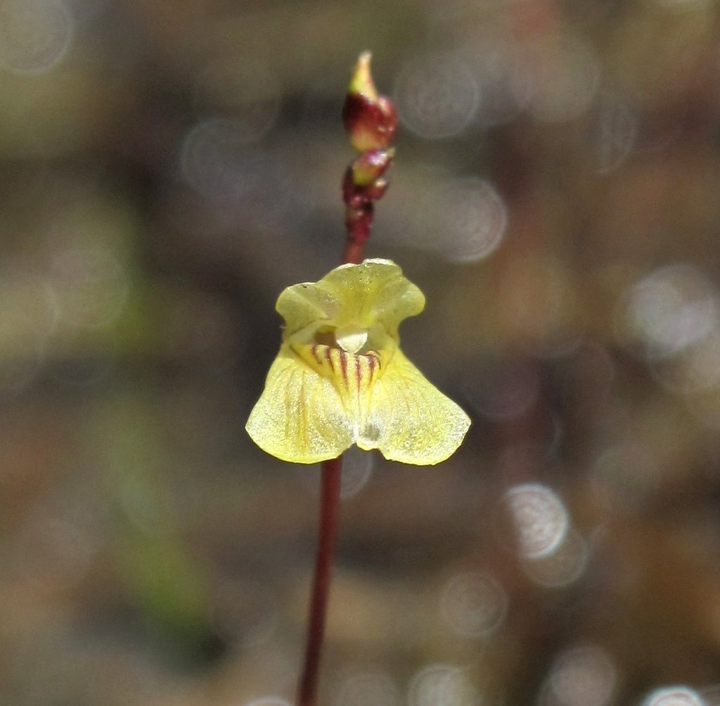 Utricularia minor